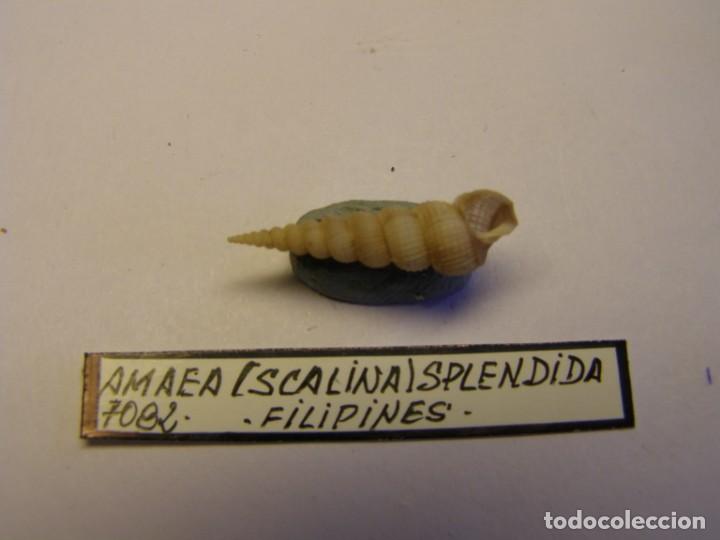 Coleccionismo de moluscos: Caracol snail shell amaea splendida. Filipinas. - Foto 2