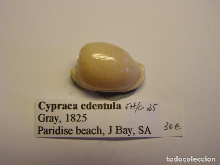Coleccionismo de moluscos: Caracol snail shell cypraea edentula. - Foto 1