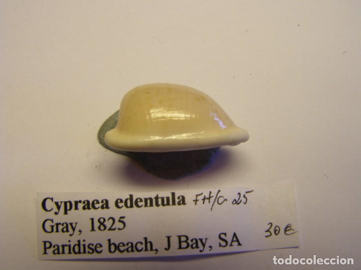 Coleccionismo de moluscos: Caracol snail shell cypraea edentula. - Foto 2