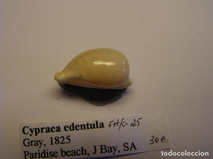 Coleccionismo de moluscos: Caracol snail shell cypraea edentula. - Foto 3