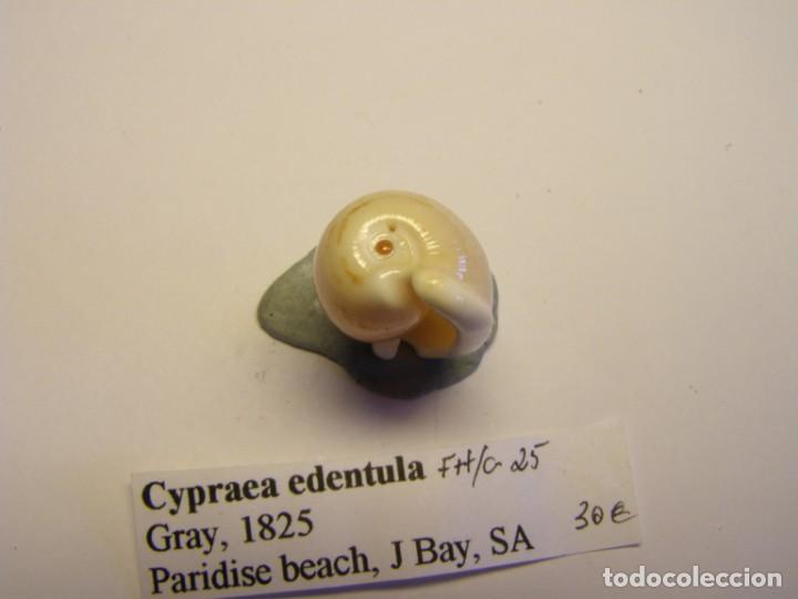 Coleccionismo de moluscos: Caracol snail shell cypraea edentula. - Foto 4