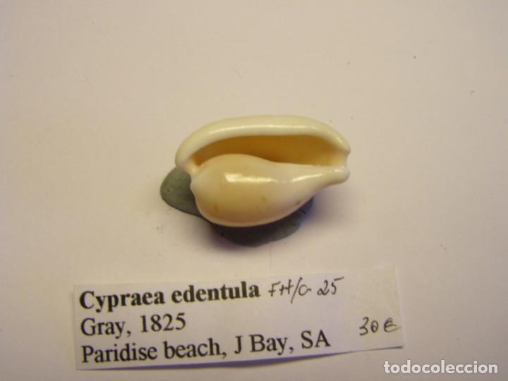 Coleccionismo de moluscos: Caracol snail shell cypraea edentula. - Foto 5