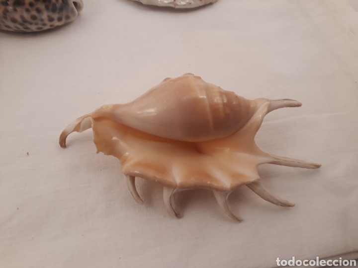 Coleccionismo de moluscos: Lote de 13 conchas. - Foto 3
