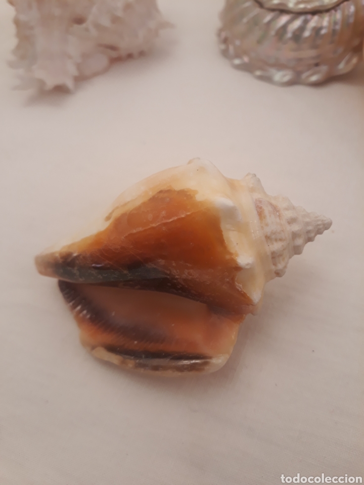 Coleccionismo de moluscos: Lote de 13 conchas. - Foto 7