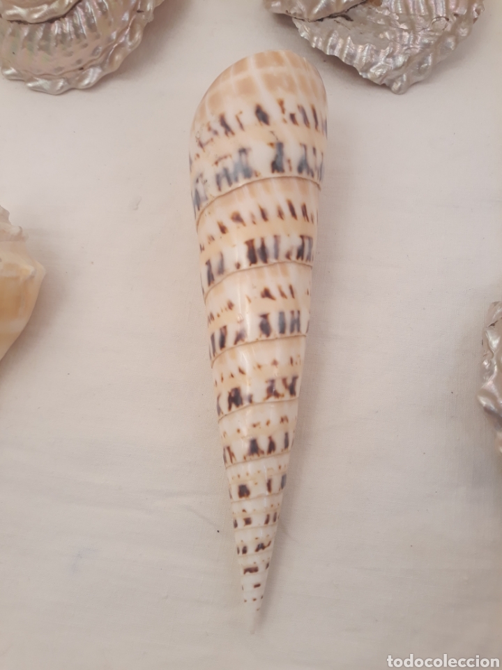 Coleccionismo de moluscos: Lote de 13 conchas. - Foto 10