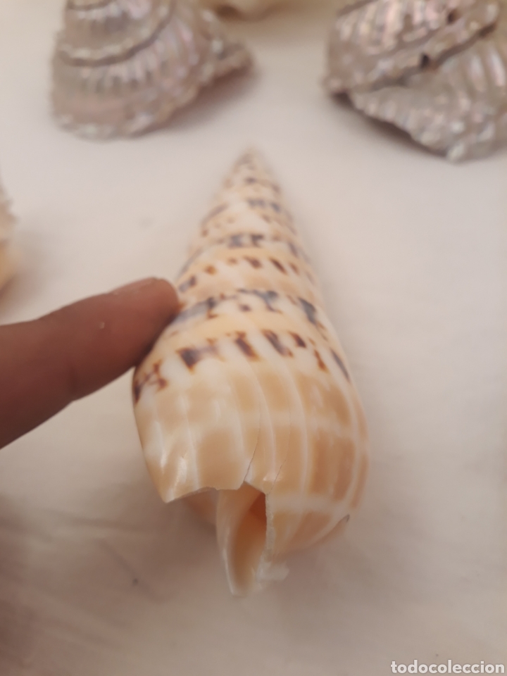 Coleccionismo de moluscos: Lote de 13 conchas. - Foto 11