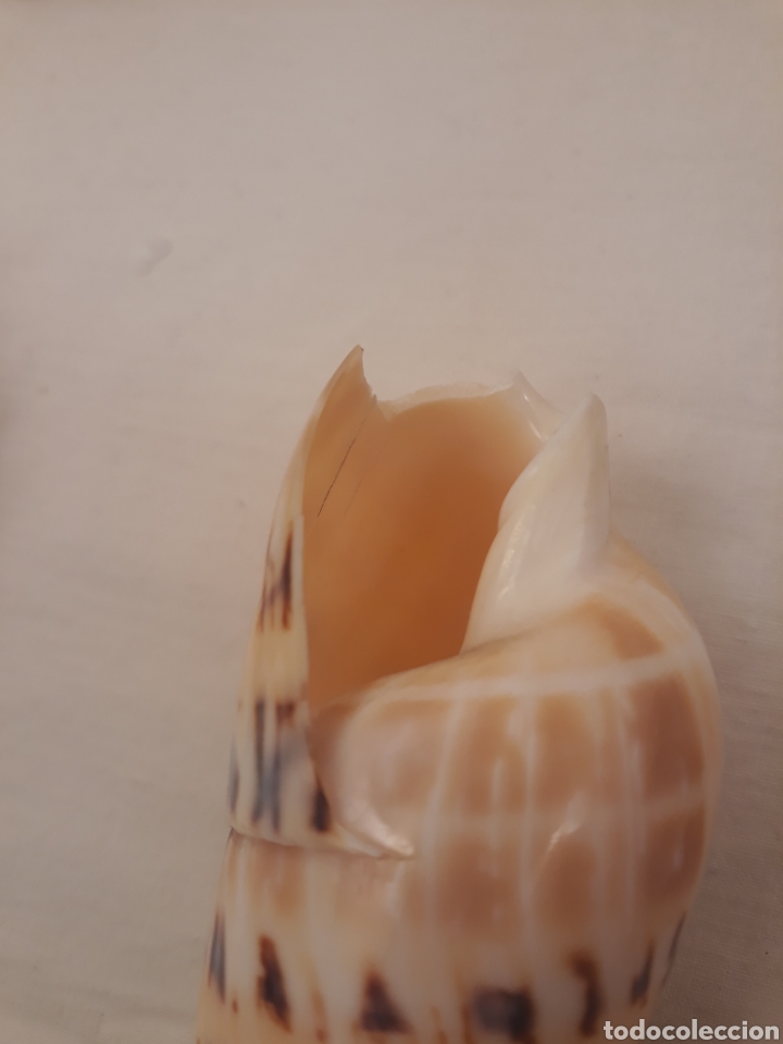 Coleccionismo de moluscos: Lote de 13 conchas. - Foto 12