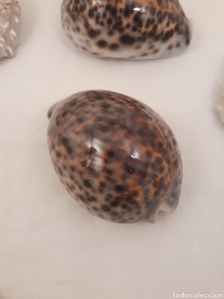 Coleccionismo de moluscos: Lote de 13 conchas. - Foto 17
