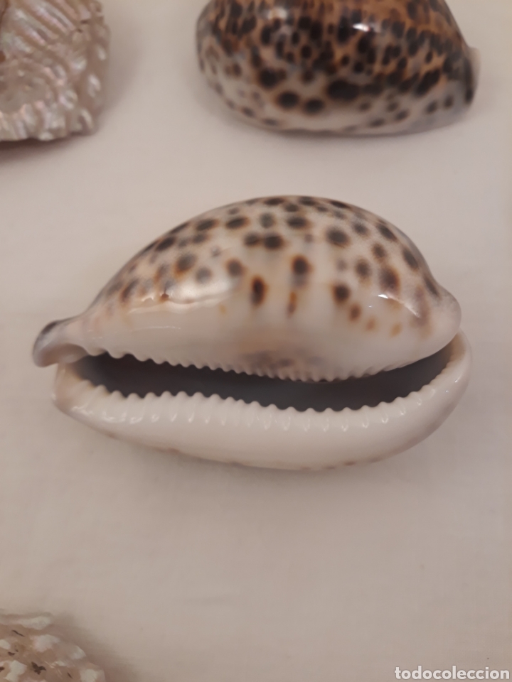Coleccionismo de moluscos: Lote de 13 conchas. - Foto 18