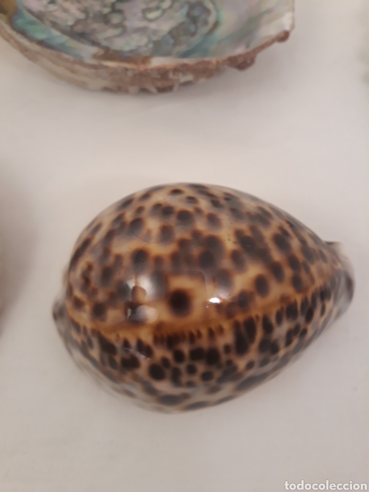 Coleccionismo de moluscos: Lote de 13 conchas. - Foto 19