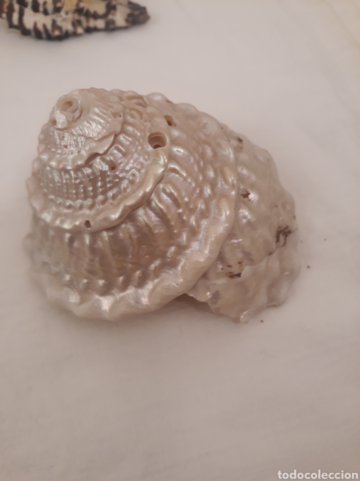 Coleccionismo de moluscos: Lote de 13 conchas. - Foto 22