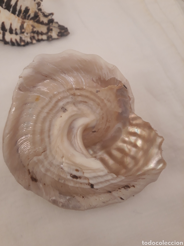 Coleccionismo de moluscos: Lote de 13 conchas. - Foto 23