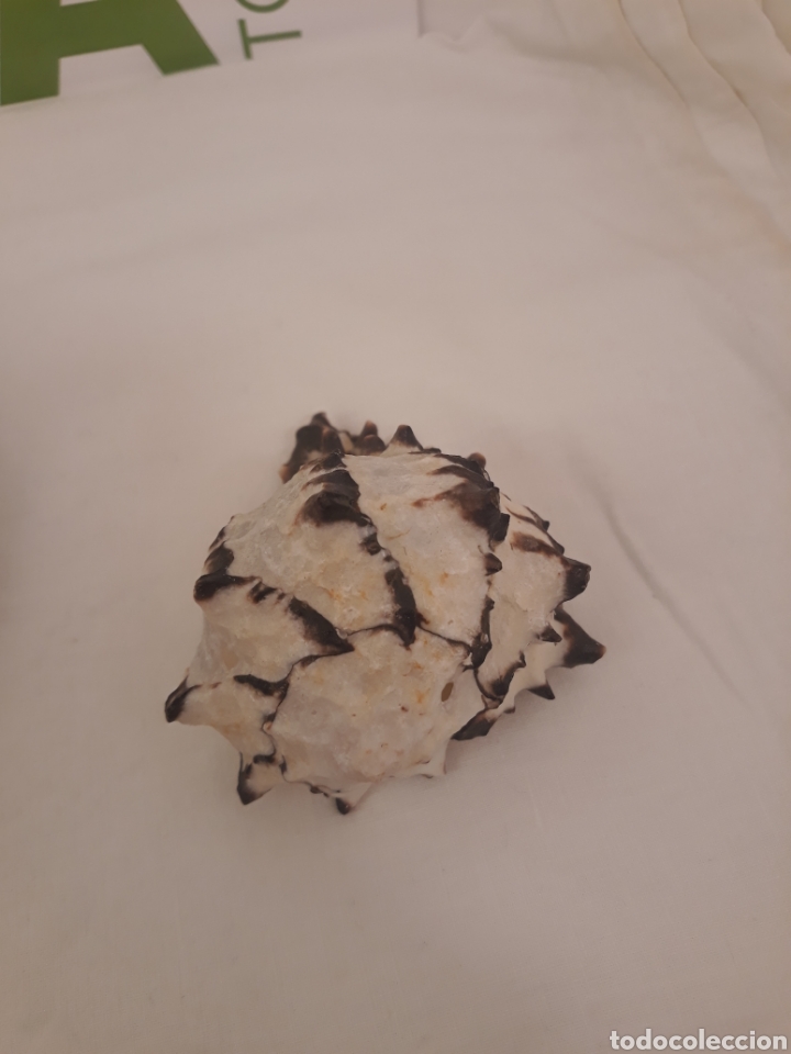 Coleccionismo de moluscos: Lote de 13 conchas. - Foto 26