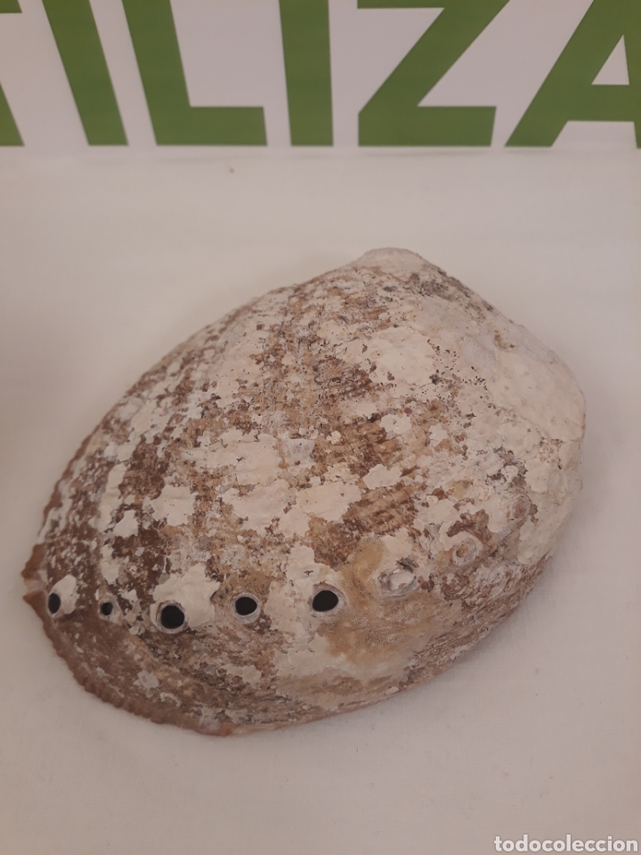 Coleccionismo de moluscos: Lote de 13 conchas. - Foto 28