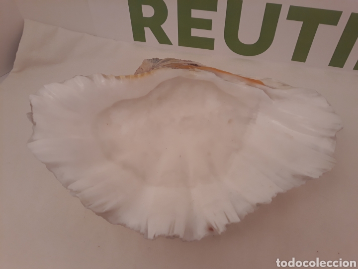 Coleccionismo de moluscos: Lote de 13 conchas. - Foto 29