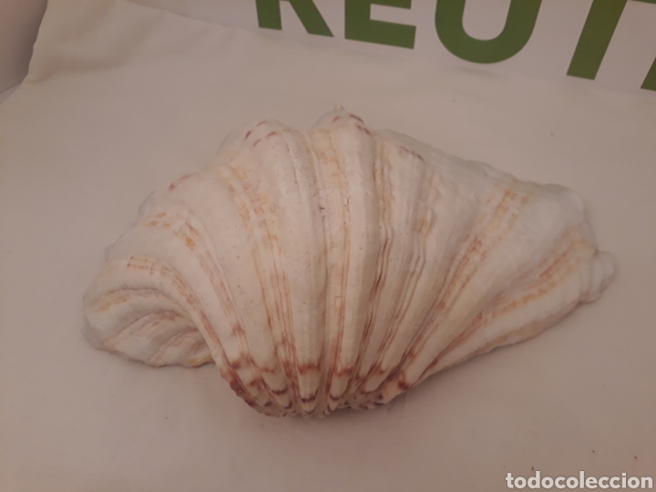 Coleccionismo de moluscos: Lote de 13 conchas. - Foto 30