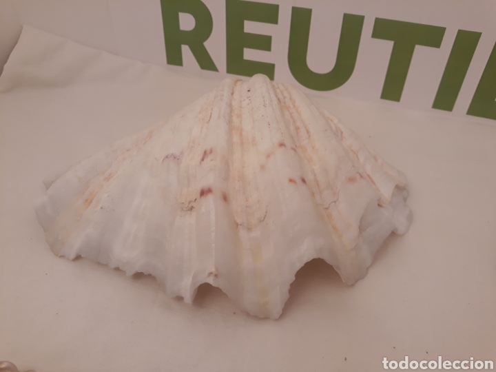 Coleccionismo de moluscos: Lote de 13 conchas. - Foto 31