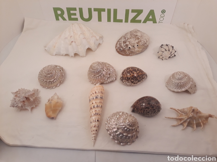 Coleccionismo de moluscos: Lote de 13 conchas. - Foto 32