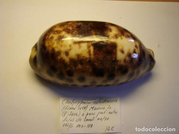 Coleccionismo de moluscos: Caracol chelycypraea testudinaria. Java. - Foto 1
