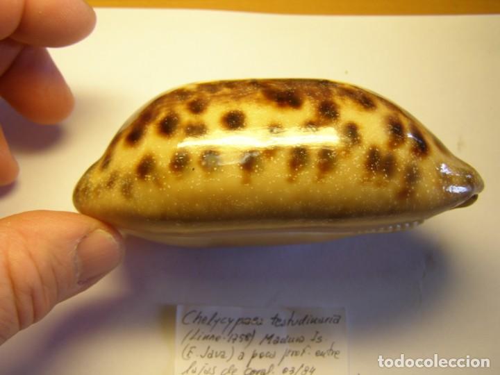 Coleccionismo de moluscos: Caracol chelycypraea testudinaria. Java. - Foto 2