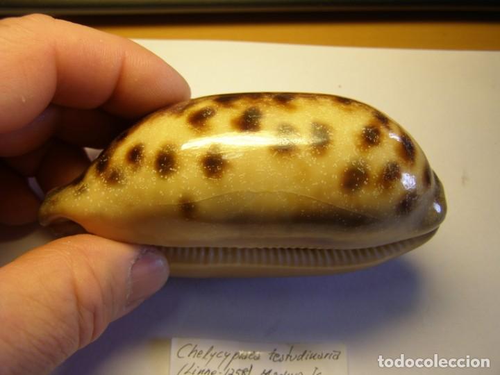 Coleccionismo de moluscos: Caracol chelycypraea testudinaria. Java. - Foto 3