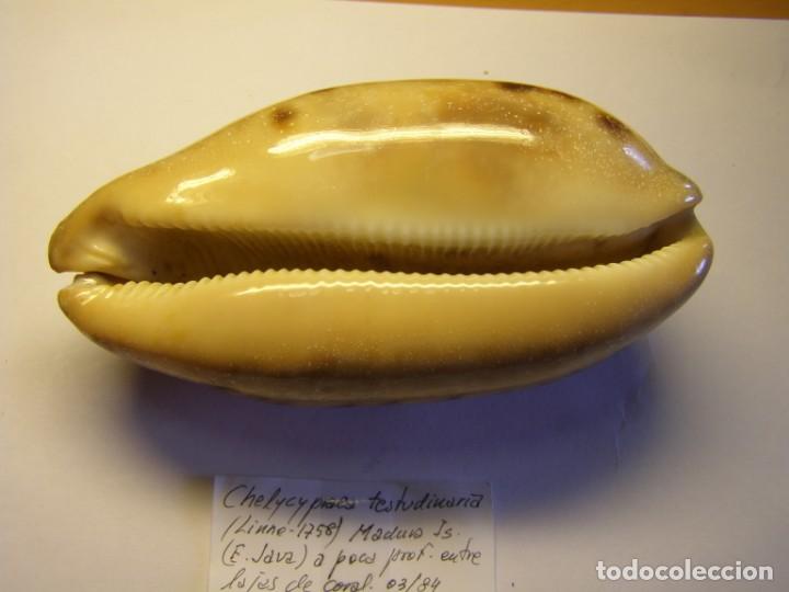 Coleccionismo de moluscos: Caracol chelycypraea testudinaria. Java. - Foto 4