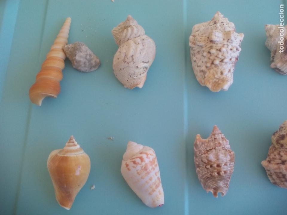 esplendido lote de 25 caracolas de mar. caracol - Compra venta en  todocoleccion