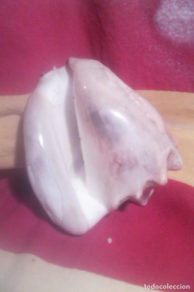 Coleccionismo de moluscos: CARACOLA . - Foto 4