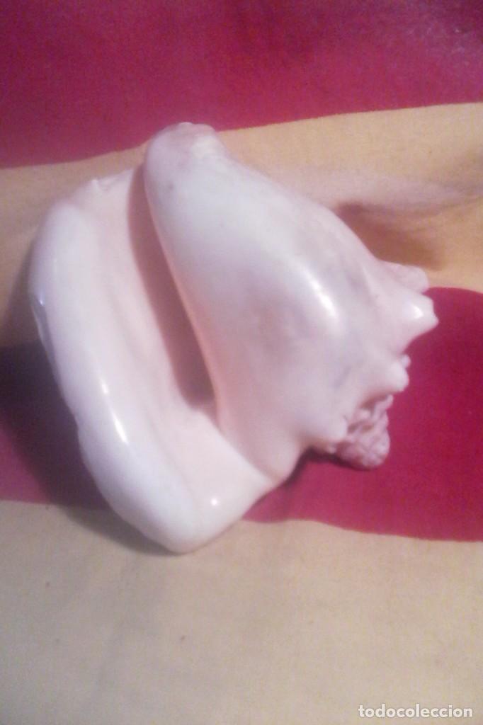 Coleccionismo de moluscos: CARACOLA . - Foto 4