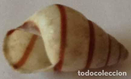 Coleccionismo de moluscos: CARACOLA MARINA - Foto 1