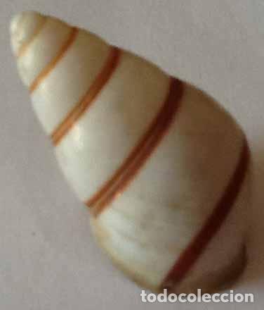 Coleccionismo de moluscos: CARACOLA MARINA - Foto 2