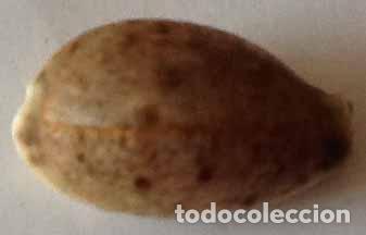 Coleccionismo de moluscos: CARACOLA MARINA - Foto 1