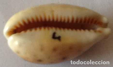 Coleccionismo de moluscos: CARACOLA MARINA - Foto 2