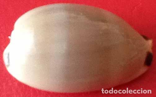 Coleccionismo de moluscos: CARACOLA MARINA - Foto 1