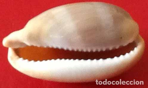 Coleccionismo de moluscos: CARACOLA MARINA - Foto 2
