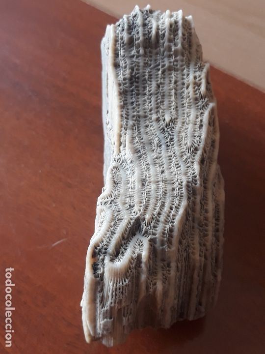 Coleccionismo de moluscos: Fragmento de bloque de coral - Foto 2
