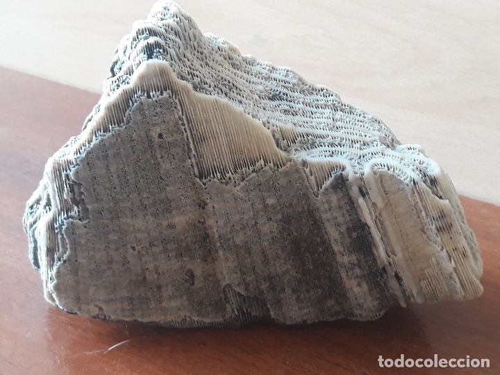 Coleccionismo de moluscos: Fragmento de bloque de coral - Foto 3