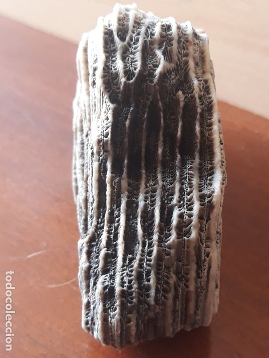 Coleccionismo de moluscos: Fragmento de bloque de coral - Foto 4