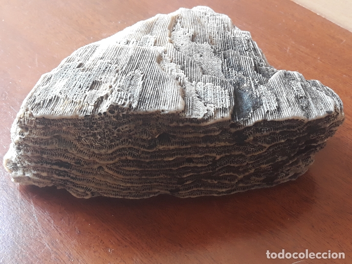Coleccionismo de moluscos: Fragmento de bloque de coral - Foto 5
