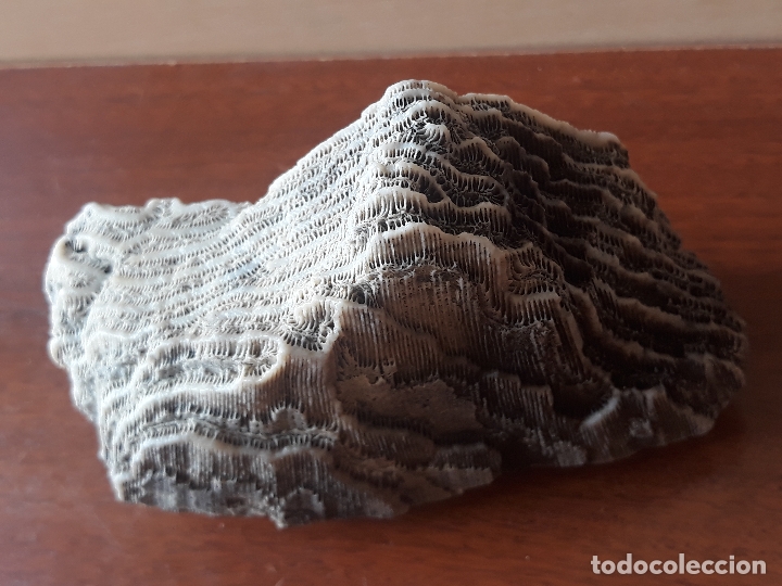 Coleccionismo de moluscos: Fragmento de bloque de coral - Foto 6