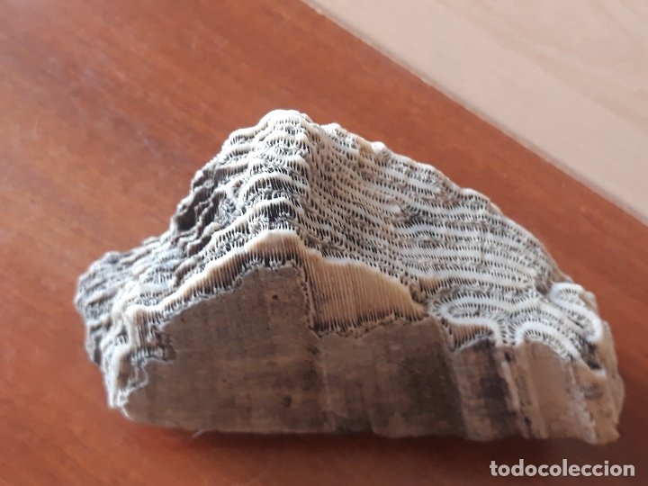 Coleccionismo de moluscos: Fragmento de bloque de coral - Foto 7