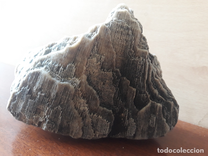 Coleccionismo de moluscos: Fragmento de bloque de coral - Foto 1