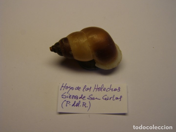 Coleccionismo de moluscos: Caracol chondrothyra sp. Cuba. - Foto 1