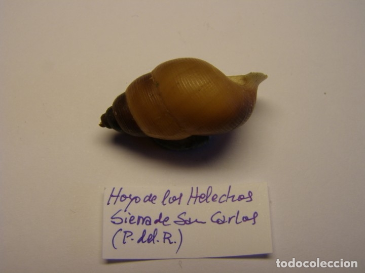 Coleccionismo de moluscos: Caracol chondrothyra sp. Cuba. - Foto 2