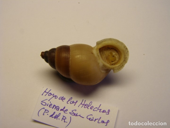 Coleccionismo de moluscos: Caracol chondrothyra sp. Cuba. - Foto 3