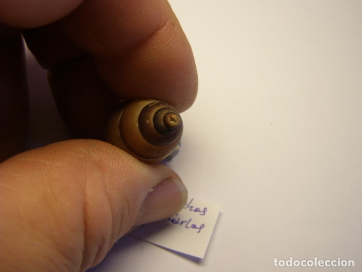 Coleccionismo de moluscos: Caracol chondrothyra sp. Cuba. - Foto 4