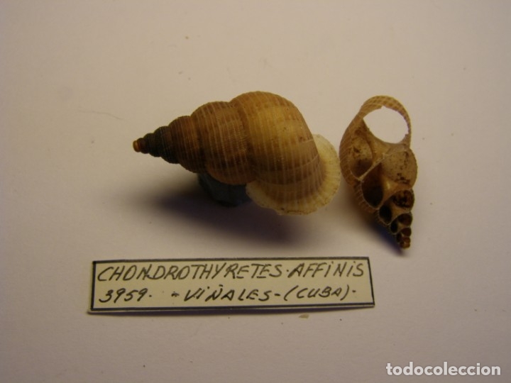 Coleccionismo de moluscos: Caracol chondrothyretes affinis. Cuba. - Foto 1