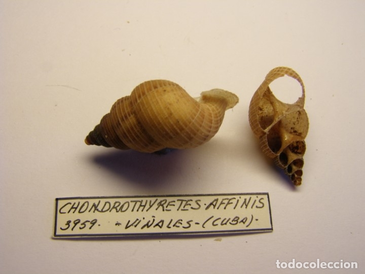 Coleccionismo de moluscos: Caracol chondrothyretes affinis. Cuba. - Foto 2