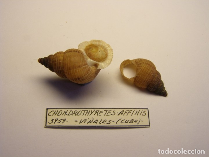 Coleccionismo de moluscos: Caracol chondrothyretes affinis. Cuba. - Foto 3