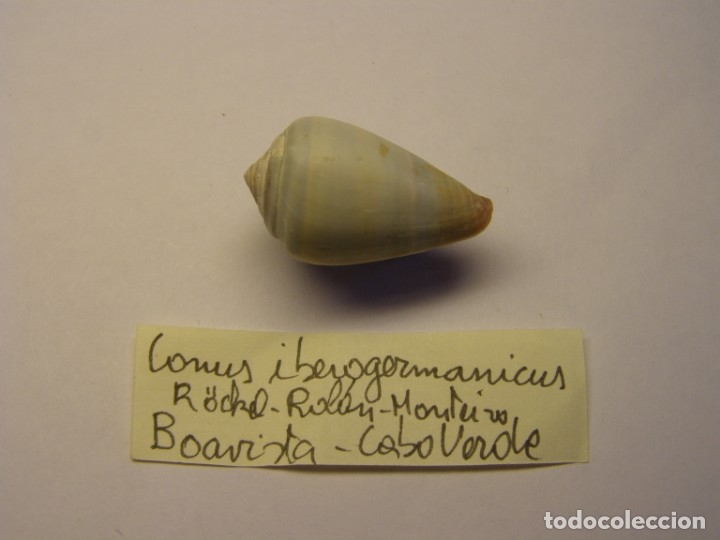 Coleccionismo de moluscos: Caracol iberogermanicus. Cabo Verde. - Foto 1